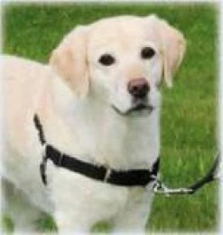 PETTORINA EASY WALK M-L